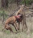 Kangaroo destroying a dog, (Greg Bloom photo) Illustrates the danger of the kangaroo in defence mode.